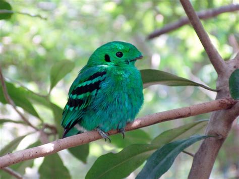 台灣全身綠色的鳥